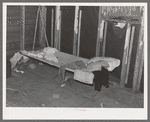 Interior of sugar beet worker's shack near Chaska, Minnesota