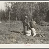 Threshing hands resting on sacks of alfalfa seed near Littlefork, Minnesota