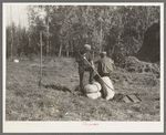 Threshing hands resting on sacks of alfalfa seed near Littlefork, Minnesota