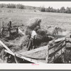 Pitching alfalfa from the wagon into the thresher near Littlefork, Minnesota