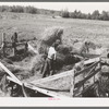 Pitching alfalfa from the wagon into the thresher near Littlefork, Minnesota
