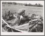 Pitching alfalfa from the wagon into the thresher near Littlefork, Minnesota