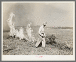 Burning a field of clover that was too poor to harvest for seed near Littlefork, Minnesota