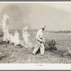 Burning a field of clover that was too poor to harvest for seed near Littlefork, Minnesota