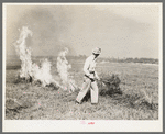 Burning a field of clover that was too poor to harvest for seed near Littlefork, Minnesota