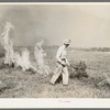 Burning a field of clover that was too poor to harvest for seed near Littlefork, Minnesota