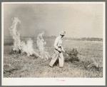 Burning a field of clover that was too poor to harvest for seed near Littlefork, Minnesota