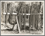 Chains at lumber camp near Effie, Minnesota