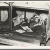 Lumberjacks resting in bunkhouse at logging camp near Effie, Minnesota