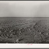 Field of rice near Crowley, Louisiana