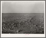 Field of rice near Crowley, Louisiana
