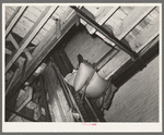 Rice being elevated to second floor by means of conveyers. Rice mill, Abbeville, Louisiana