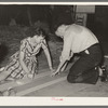 Cutting strips of colored paper to use in decorating float, National Rice Festival, Crowley, Louisiana