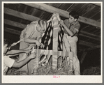 Boy Scouts decorating their float for National Rice Festival. Crowley, Louisiana