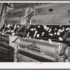 Cotton in process of ginning. Lake Dick Project, Arkansas