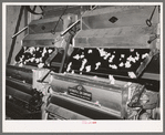 Cotton in process of ginning. Lake Dick Project, Arkansas