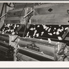 Cotton in process of ginning. Lake Dick Project, Arkansas