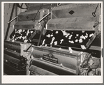 Cotton in process of ginning. Lake Dick Project, Arkansas