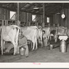 Milking cows in dairy barn. Lake Dick Project, Arkansas