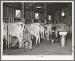 Milking cows in dairy barn. Lake Dick Project, Arkansas