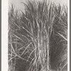 Sugarcane primed for cutting near New Iberia, Louisiana