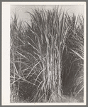 Sugarcane primed for cutting near New Iberia, Louisiana