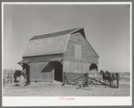 Barn with farmer and livestock. Lakeview Project, Arkansas