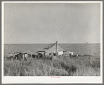 Negro sharecropper's farmstead against the levee. Near Lake Providence, Louisiana