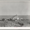 Negro sharecropper's farmstead against the levee. Near Lake Providence, Louisiana