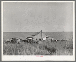 Negro sharecropper's farmstead against the levee. Near Lake Providence, Louisiana