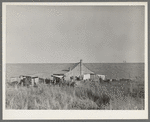 Negro sharecropper's farmstead against the levee. Near Lake Providence, Louisiana