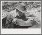 Prospector blowing on pan of fine dirt which contains particles of gold in order to blow the dirt away and leave the heavy gold. In this dry panning the pan is rotated until the dirt is on one side and then with a decisive toss it is thrown into the air,