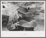 Prospector blowing on pan of fine dirt which contains particles of gold in order to blow the dirt away and leave the heavy gold. In this dry panning the pan is rotated until the dirt is on one side and then with a decisive toss it is thrown into the air,