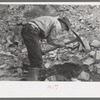 Gold prospector working his diggings, Pinos Altos, New Mexico