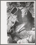 Prospector taking a sample of dirt from creek bed which contains scattered gold, Pinos Altos, New Mexico