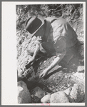 Prospector taking a sample of dirt from creek bed which contains scattered gold, Pinos Altos, New Mexico