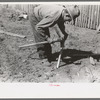 Faro Caudill making posts for his tent in which the family will live while the dugout is being rebuilt near the well, Pie Town, New Mexico