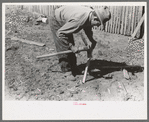 Faro Caudill making posts for his tent in which the family will live while the dugout is being rebuilt near the well, Pie Town, New Mexico