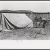 Faro Caudill driving tent posts; the family will live in the tent while the dugout is being rebuilt, Pie Town, New Mexico