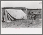 Faro Caudill driving tent posts; the family will live in the tent while the dugout is being rebuilt, Pie Town, New Mexico