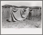 Faro Caudill putting up tent in which his family will live while dugout is being rebuilt nearer well, Pie Town, New Mexico