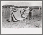 Faro Caudill putting up tent in which his family will live while dugout is being rebuilt nearer well, Pie Town, New Mexico