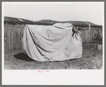 Faro Caudill putting up tent in which his family will live while dugout is being rebuilt nearer well, Pie Town, New Mexico