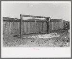 Faro Caudill putting up the center support of his tent, Pie Town, New Mexico