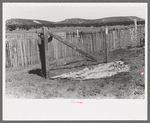 Faro Caudill putting up the center support of his tent, Pie Town, New Mexico