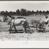 Faro Caudill planting beans, Pie Town, New Mexico