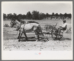 Faro Caudill planting beans, Pie Town, New Mexico