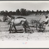 Faro Caudill planting beans, Pie Town, New Mexico