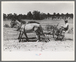 Faro Caudill planting beans, Pie Town, New Mexico