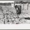 Doris Caudill working in her garden, Pie Town, New Mexico